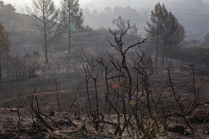 U Španiji izgorjelo 5.500 hektara šume