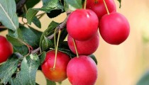 Voće koje svi znamo, a rijetko koristimo zovu “prirodnim flasterom za srce”