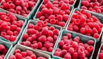 Maline su ukusni saveznik u borbi protiv povišenog holesterola