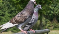 Golubovi se plaše ovih pet stvari: Postavite ih na terasu i neće vam više dosađivati