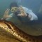 Otkrivena nova vrsta džinovske anakonde, naučnici zapanjeni(video)