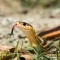 Pripazite: Ovi mirisi mogu da privuku zmije u vaše dvorište