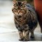 Flosi službeno postala najstarija mačka na svijetu(video)