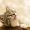 Govor tijela - tri načina da shvatite šta vam vaša mačka govori
