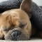 Znate li zašto pse ne bi trebalo buditi iz sna?