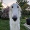 Upoznajte psa s najdužom njuškom na svijetu