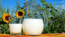 Šta se događa tijelu ako svakodnevno pijemo mlijeko?