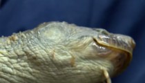 Neobično stvorenje iz Australije oduševilo svijet(video)