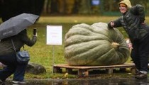Takmičenje u Poljskoj: Najteža tikva ima 546 kilograma